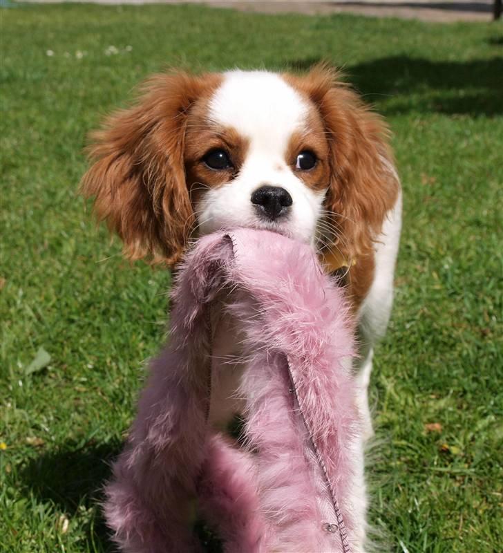 Cavalier king charles spaniel Smilla billede 2