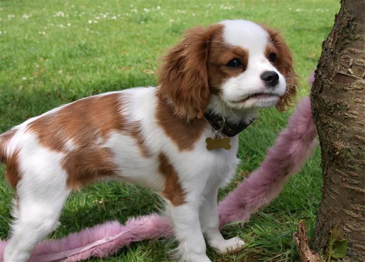 Cavalier king charles spaniel Smilla billede 3