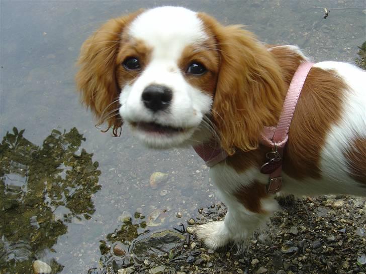 Cavalier king charles spaniel Smilla billede 4