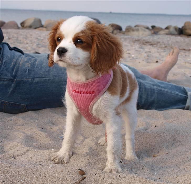 Cavalier king charles spaniel Smilla billede 5