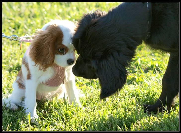 Cavalier king charles spaniel Smilla billede 6