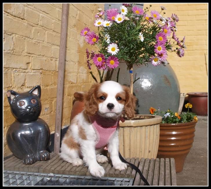 Cavalier king charles spaniel Smilla billede 7