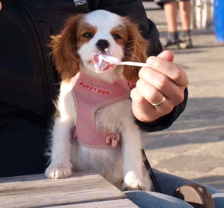 Cavalier king charles spaniel Smilla billede 8