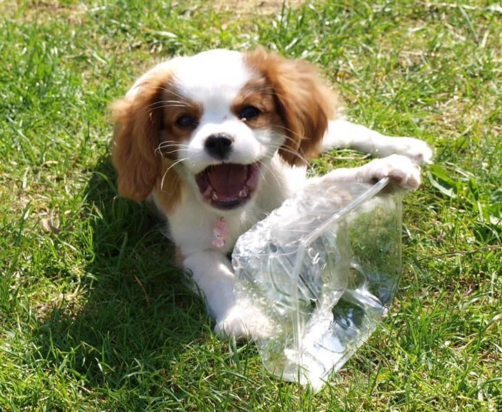 Cavalier king charles spaniel Smilla billede 9