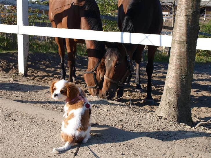 Cavalier king charles spaniel Smilla billede 10