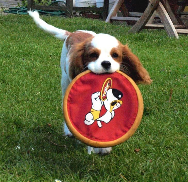 Cavalier king charles spaniel Smilla billede 11