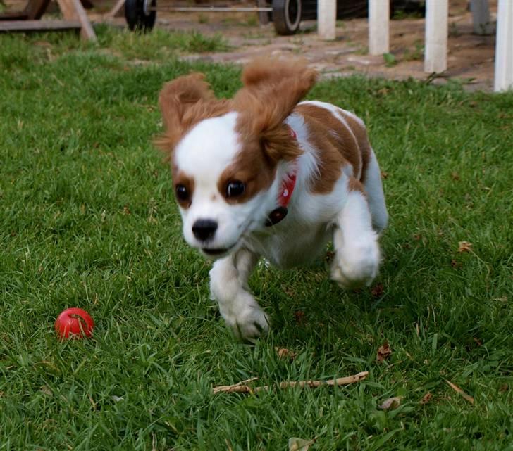 Cavalier king charles spaniel Smilla billede 12