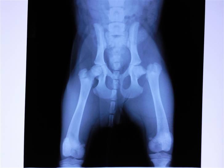 Blanding af racer R.I.P Holly - hvordan kunne det ske min engel vil altid elske dig  billede 11