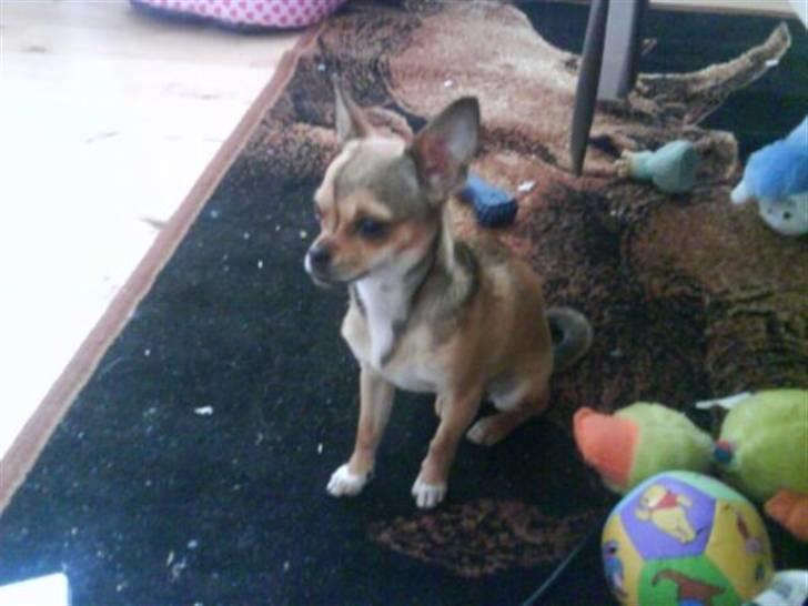 Chihuahua Gucci billede 10