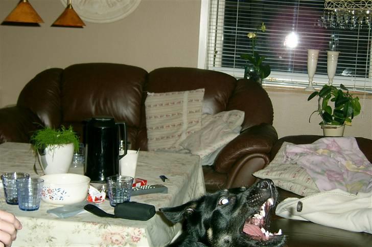 Blanding af racer Simba billede 14