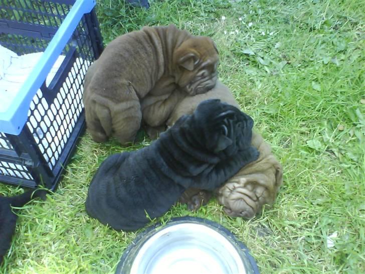 Shar pei Kenzo billede 9