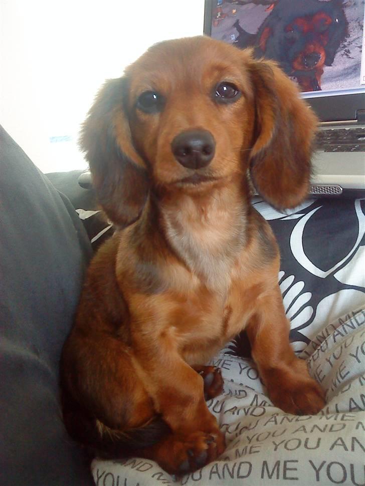 Dværggravhund Zowie - Smukke Zowie billede 3