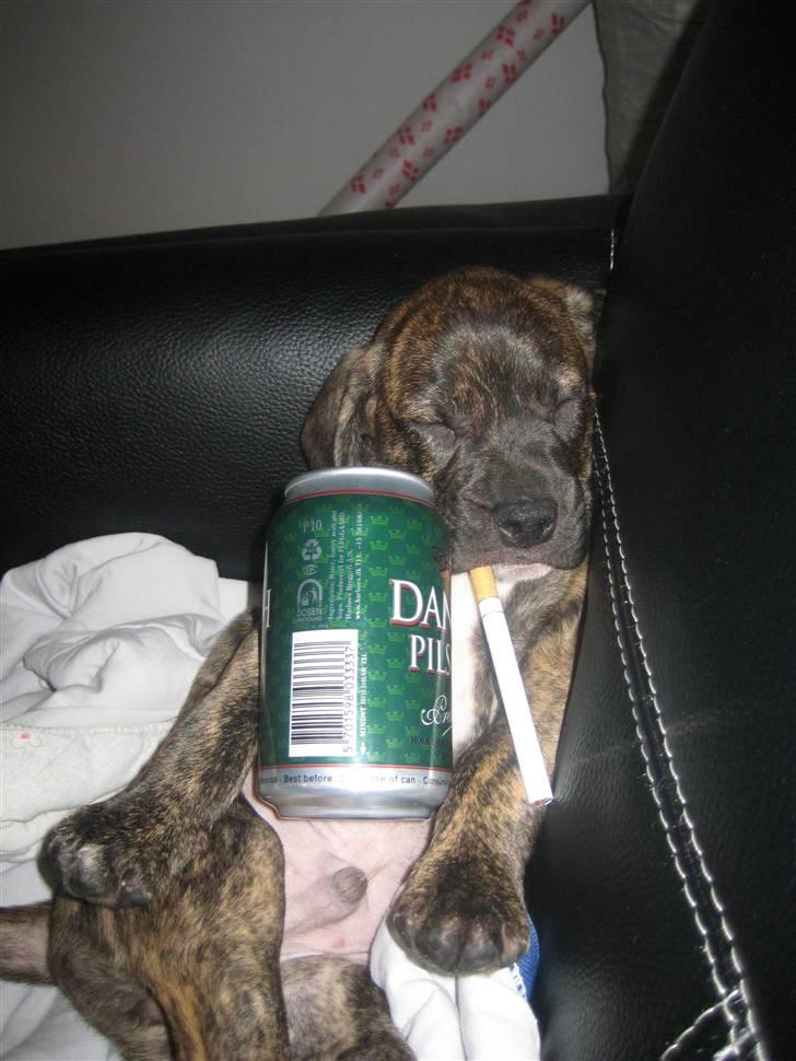 Blanding af racer tyson - en godnat øl tak billede 6