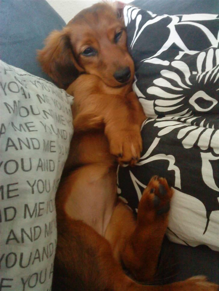 Dværggravhund Zowie - Sådan kan man vel oss slappe af :P billede 4