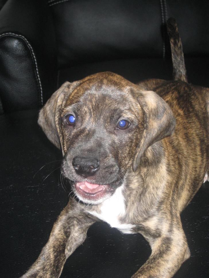 Blanding af racer tyson billede 7