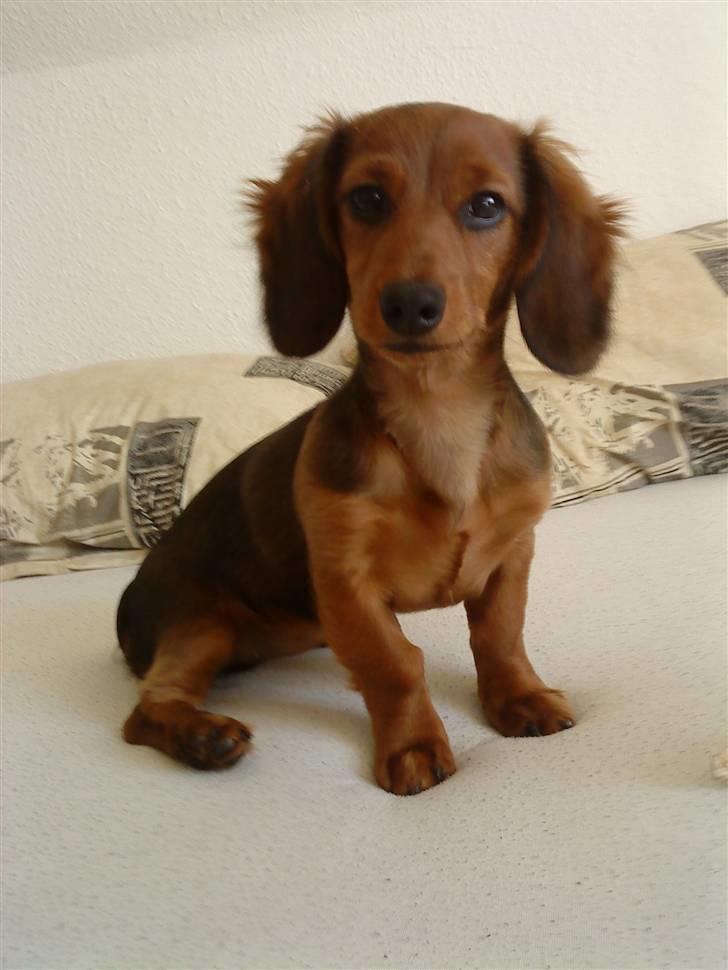 Dværggravhund Zowie - "Tager du et billede nu, Mor?" billede 5