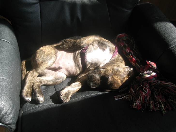 Blanding af racer tyson billede 8