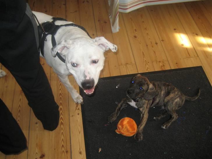 Blanding af racer tyson billede 9