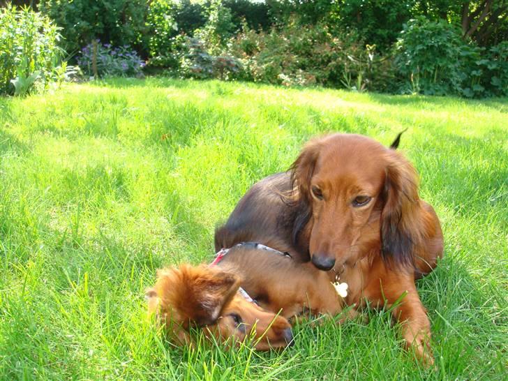 Dværggravhund Zowie - Lige en slåsser med Mini <3 billede 6