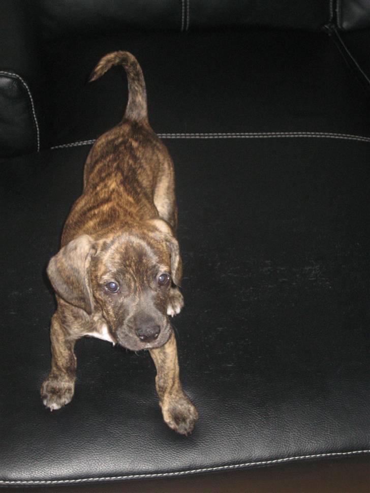 Blanding af racer tyson billede 11