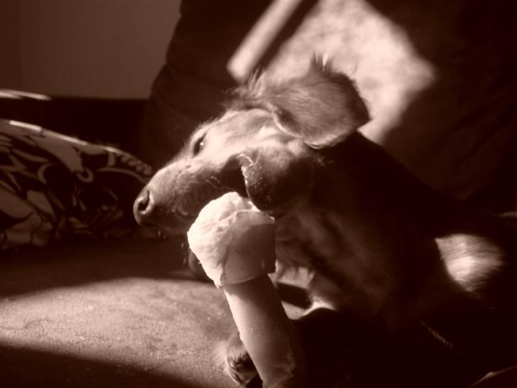 Dværggravhund Zowie - *Mmmmh* Kødben billede 7