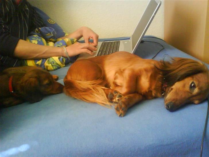 Gravhund Kildevangs Dominique/Mini - En slapper med Zowie  billede 6