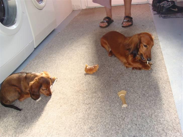 Gravhund Kildevangs Dominique/Mini - Fælles godtespisning med Zowie :) billede 7