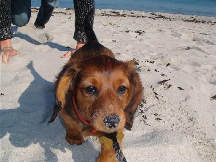 Dværggravhund Zowie billede 8