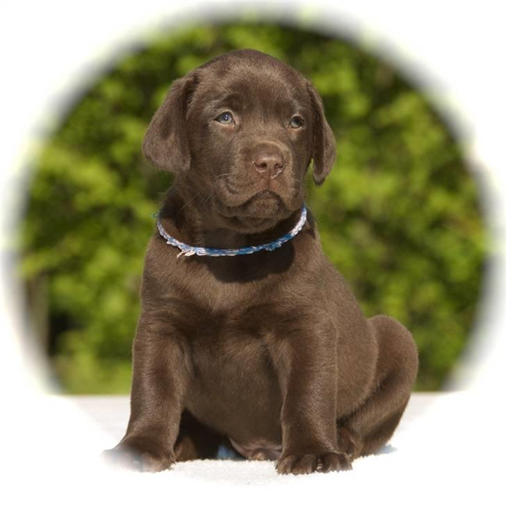 Labrador retriever Ciano billede 1