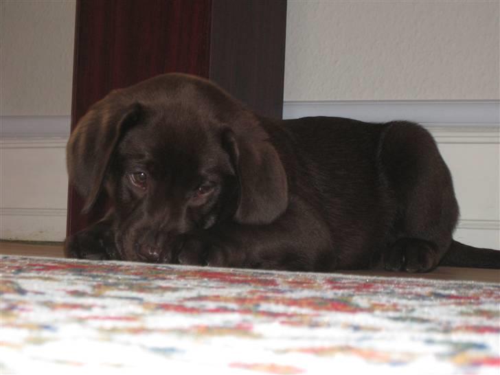 Labrador retriever Ciano billede 3