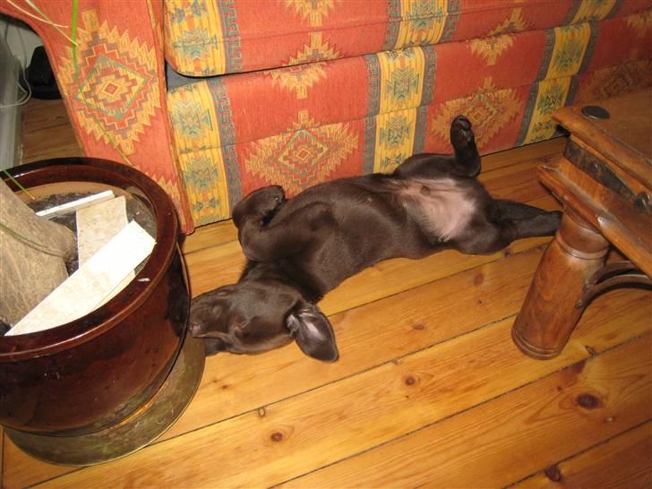 Labrador retriever Ciano billede 4