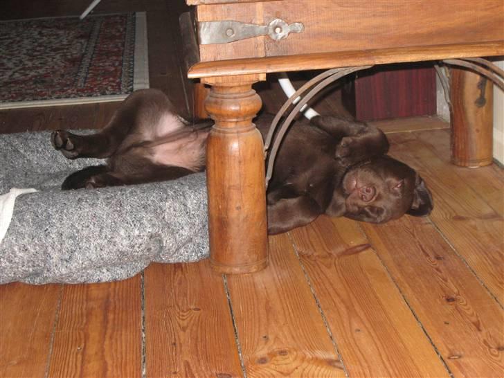 Labrador retriever Ciano billede 5