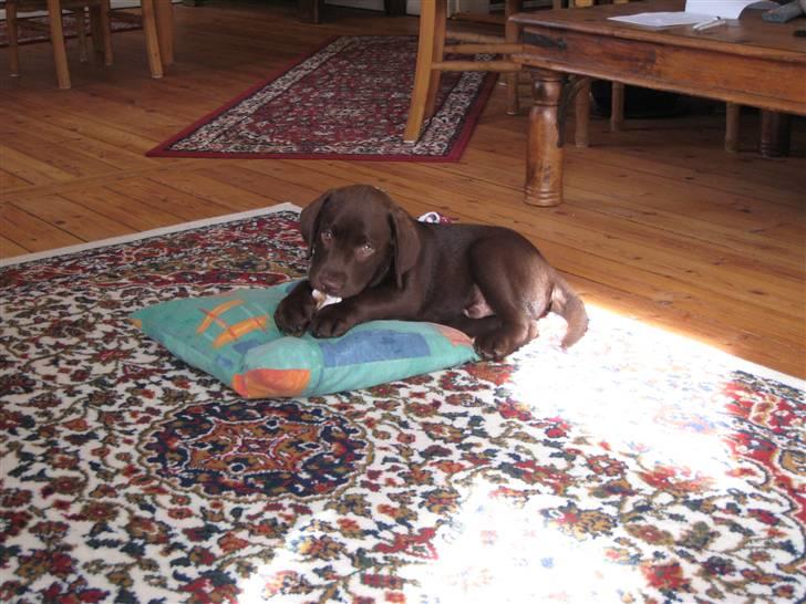 Labrador retriever Ciano billede 6