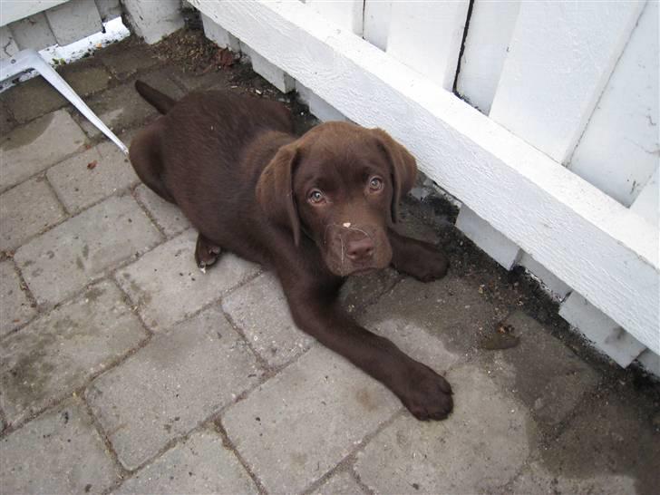 Labrador retriever Ciano billede 7