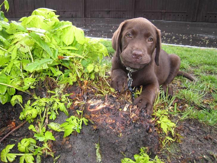 Labrador retriever Ciano billede 8