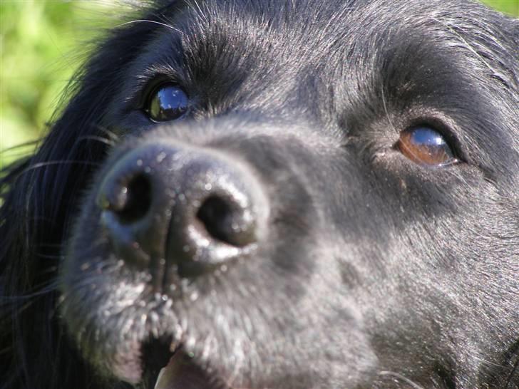 Blanding af racer Jango (Har ikke mere) billede 1