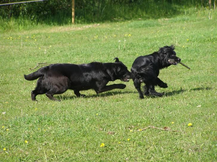 Blanding af racer Jango (Har ikke mere) billede 2