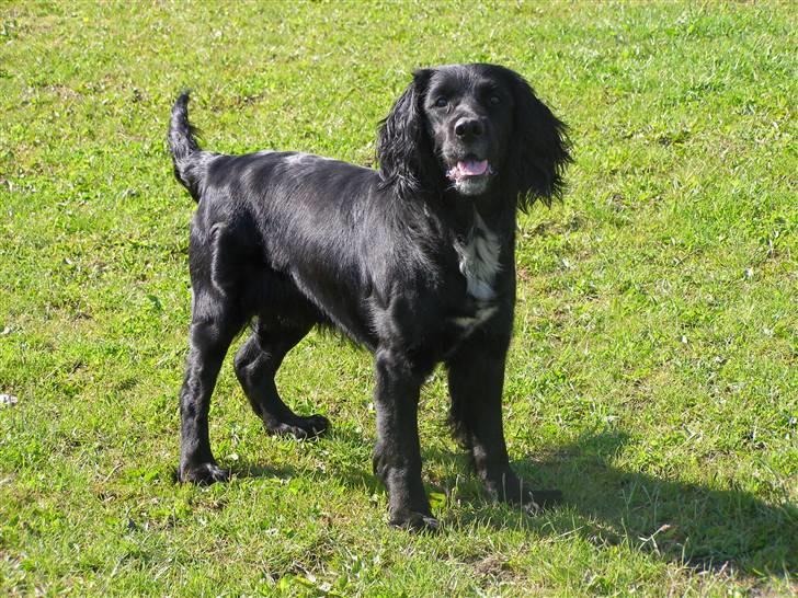 Blanding af racer Jango (Har ikke mere) billede 3