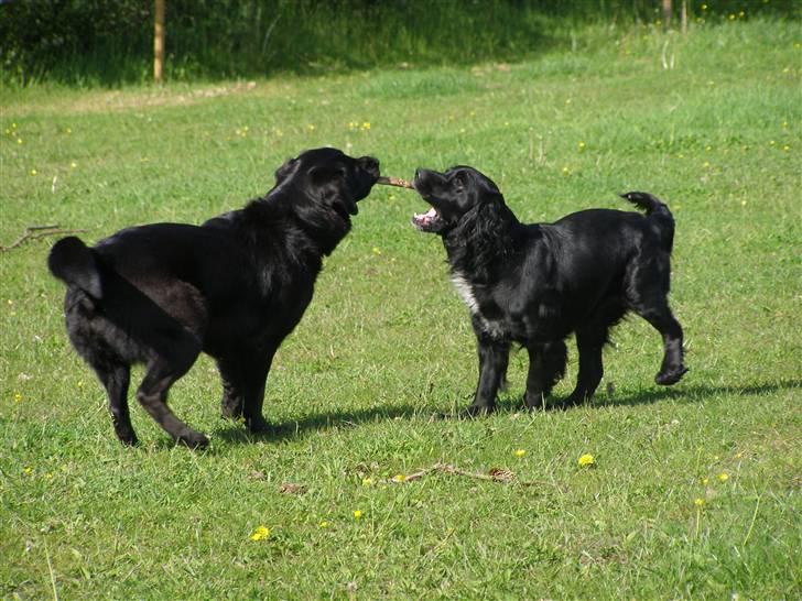 Blanding af racer Jango (Har ikke mere) billede 4