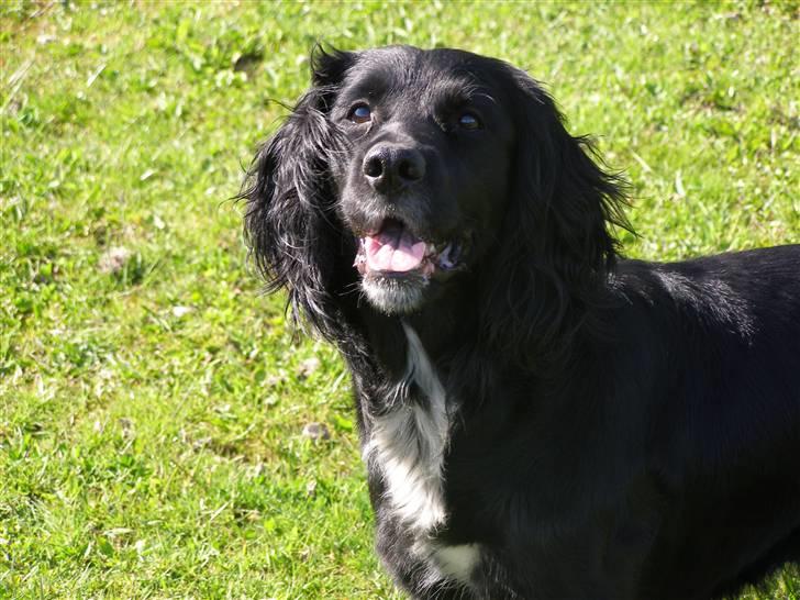 Blanding af racer Jango (Har ikke mere) billede 5