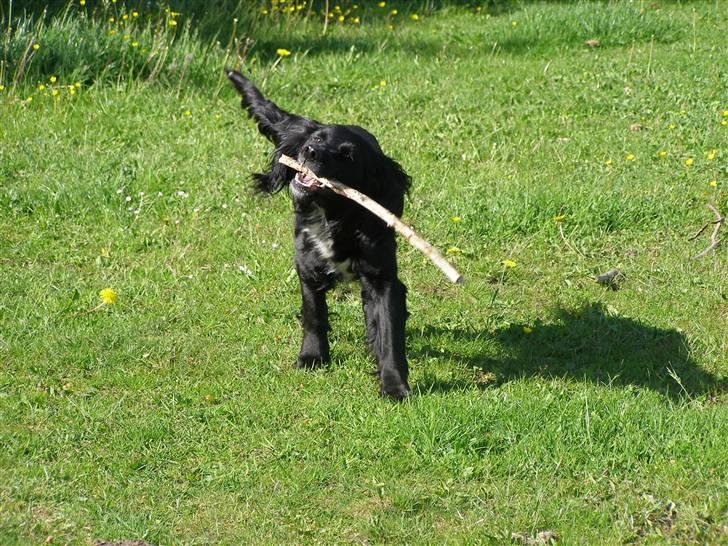 Blanding af racer Jango (Har ikke mere) billede 6