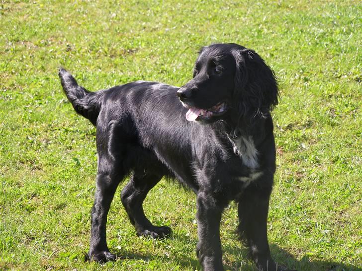 Blanding af racer Jango (Har ikke mere) billede 7