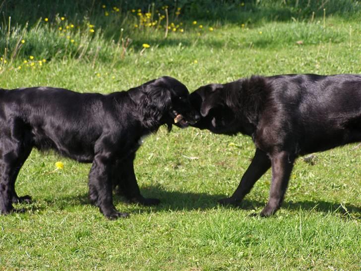 Blanding af racer Jango (Har ikke mere) billede 8