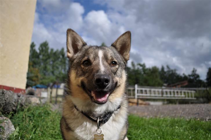 Västgötaspids Ronaldo - Smiiiil ;) billede 1