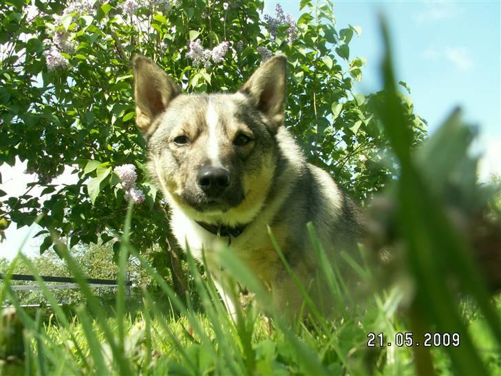 Västgötaspids Ronaldo billede 3