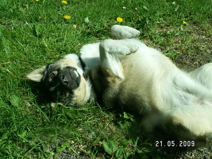 Västgötaspids Ronaldo billede 4