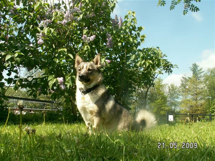 Västgötaspids Ronaldo billede 5