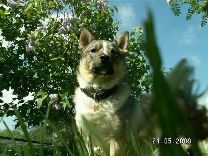 Västgötaspids Ronaldo billede 6