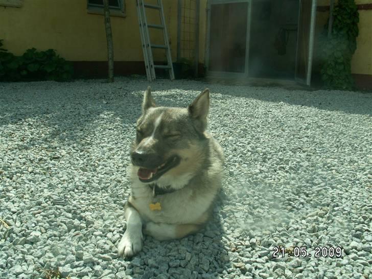 Västgötaspids Ronaldo billede 7