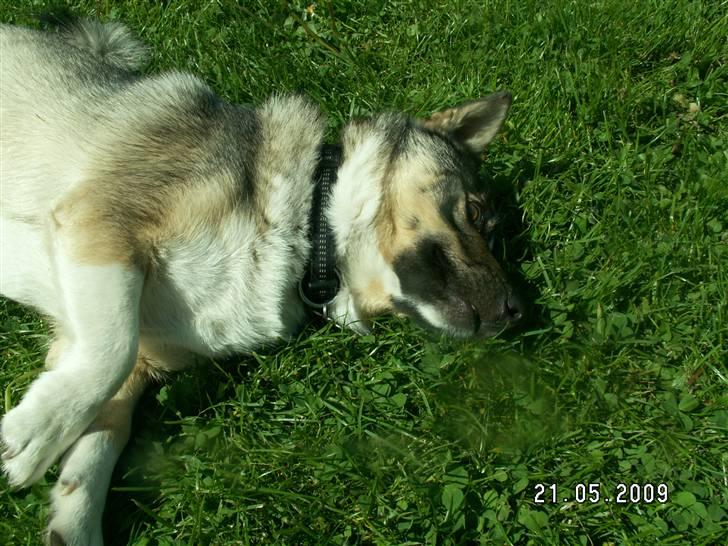 Västgötaspids Ronaldo billede 8